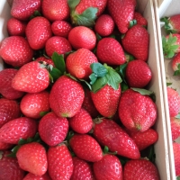 FRESAS