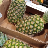 PIñA