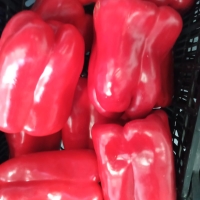 PIMIENTOS ROJOS