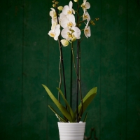 ORQUíDEA BLANCA