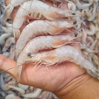 CAMARONES