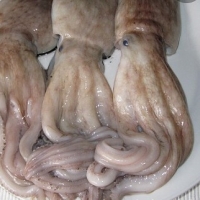 PULPO