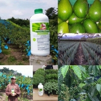 LOMBRICOL FO-E01 FERTILIZANTE ORGÁNICO AYUDA A BAJAR COSTOS DE PRODUCCIóN 1000ML