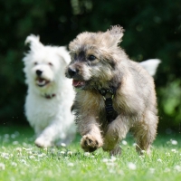 Educación canina, para cachorros adoptados de entre 2 y 5 meses de edad: 12 sesiones de 1 hora de duración. *Para acogerse a este servicio, se deberá enviar comprobante de adopción vía whatsapp.