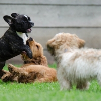 EDUCACIóN CANINA, PARA CACHORROS DE ENTRE 2 Y 5 MESES DE EDAD: 12 SESIONES DE 1 HORA DE DURACIóN.