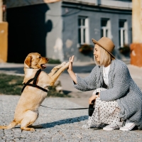 OBEDIENCIA BáSICA PARA PERROS ADOPTADOS: 20 SESIONES DE 1 HORA. *PARA ACOGERSE A ESTE SERVICIO, SE DEBERá ENVIAR COMPROBANTE DE ADOPCIóN VíA WHATSAPP.