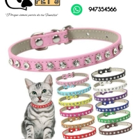 Collar cuerina para gatitos