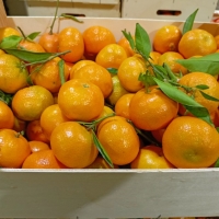 Mandarina ecológica, 10 kilos Caja, 1€ kilo