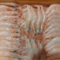 Gamba gorda 