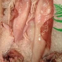 Calamar fresco de 1kg, pieza de aprox