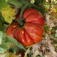 Tomate Ensalada ecologico - precio por 1/2 kilo