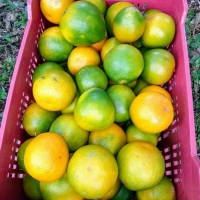 Naranja Tangelo x 1 KG