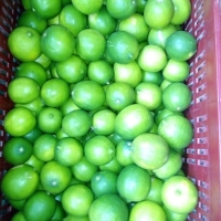 Limon Tahiti x 1 KG