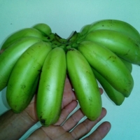 Banano criollo x 1KG