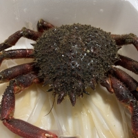 Centolla Pequeña (700g - 900g)