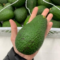 Kilo palta hass 