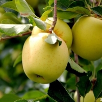 Manzana golden   precio por 1 kilo