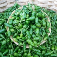 Pimiento del padron Eco- precio por 300gr