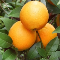 Naranja de mesa - precio 1 kg