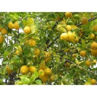 Limones x 1kg 