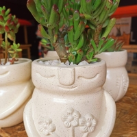 SUCULENTA OREJAS DE SHREK + MACETA MARGARITA