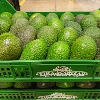 AGUACATE CONVENCIONAL CAJA 5 KILOS, 3,50 KILO