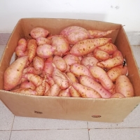 Batata (sweet potato) kg