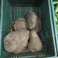 ñame (yam) kg