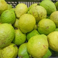 Guayaba Blanca Ecológica, 5 kilos caja 2,40€ kilo