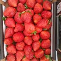 FRESAS