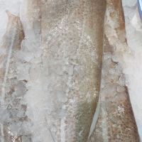 FILETES DE BACALAO