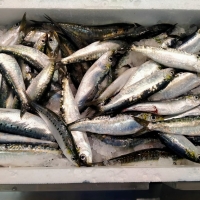 SARDINA MEDIANA €/KG