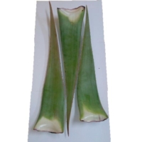 10 Hojas aloe vera ecologica