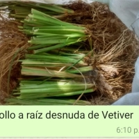 Macollo de vetiver para control de erosión (Bulto x 500 un)