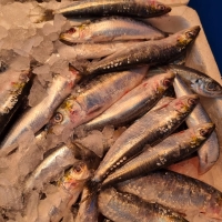 Sardina gorda. precio y cantidad por 250grs. El kilo sale a 9.90