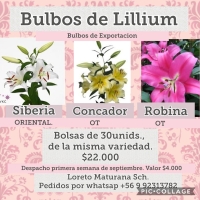 BULBOS DE LILLIUM