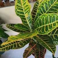 CROTON PLANTA