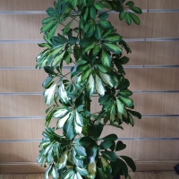 PLANTA SCHEFFLERA ARBORíCOLA