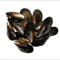 Mejillón gallego freco