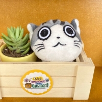 Detalle con suculentas