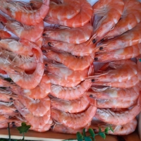 Langostino cocido fresco gordo