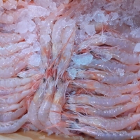 Gamba cruda fresca precio kg