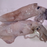 Calamar de anzuelo de potera