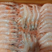 Gamba gorda