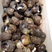 Bígaro vivo gordo x 250gr.