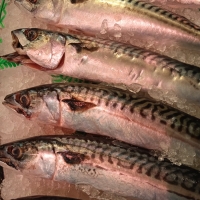 Caballa del cantábrico, 1 pieza de 330gr. Aprox