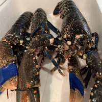 Bogavante de la ría grande