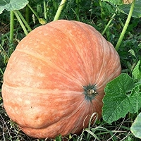Calabaza totanera ecologica - - precio por 1/2 kilo