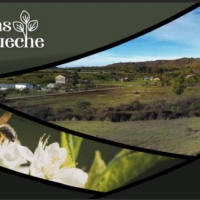 Puerta de litueche | $25MM | 5.000 m2