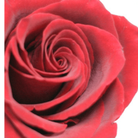 San valentín ramo de 9 rosas rojas. ( ver descripción)